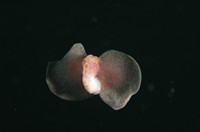 Nudibranch